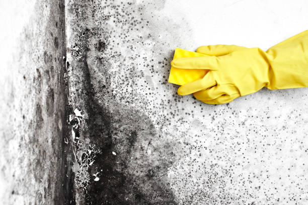 Best Mold Damage Repair  in West Liberty, KY