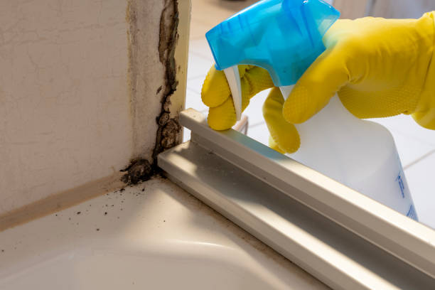 Mold Removal and Inspection in West Liberty, KY