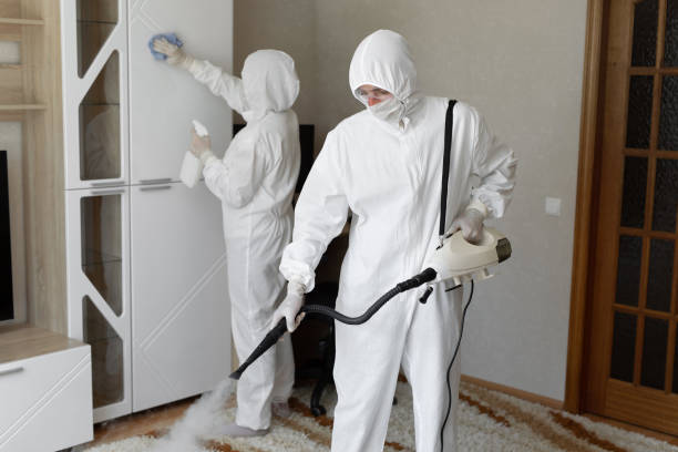 Best Attic Mold Removal  in West Liberty, KY