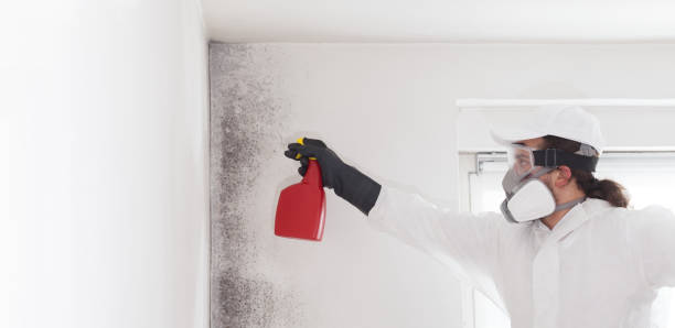 Best Professional Mold Removal  in West Liberty, KY