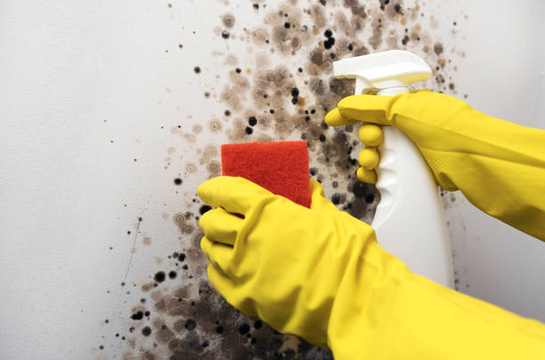 Best Mold Remediation  in West Liberty, KY