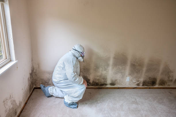 Best Residential Mold Removal  in West Liberty, KY