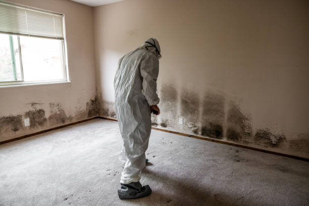 Best Toxic Mold Removal  in West Liberty, KY