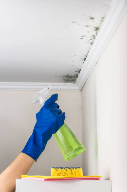 Best Best Mold Removal Companies  in West Liberty, KY