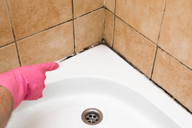Best Local Mold Removal Service  in West Liberty, KY