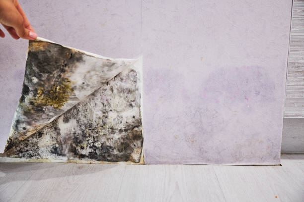 Professional Mold Removal in West Liberty, KY